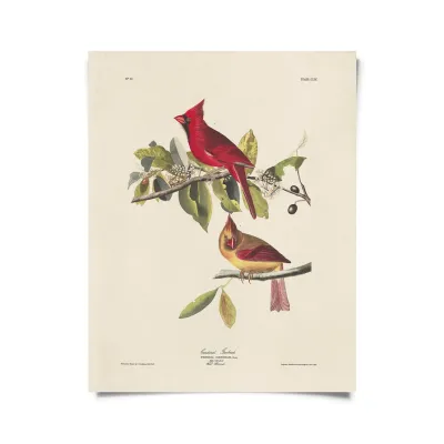 Vintage Audubon Cardinal Bird Print  - 16x20