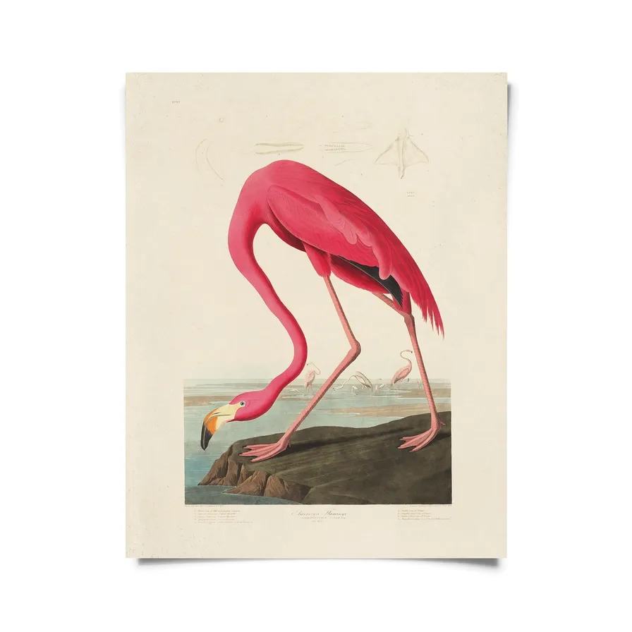 Vintage Audubon Flamingo Bird Print  - 16x20