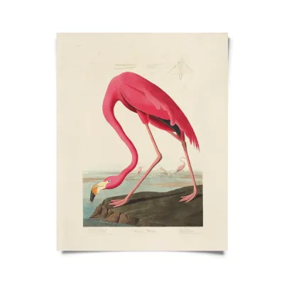 Vintage Audubon Flamingo Bird Print  - 16x20