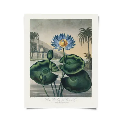 Vintage Botanical Egyptian Water-Lily Print - 16x20