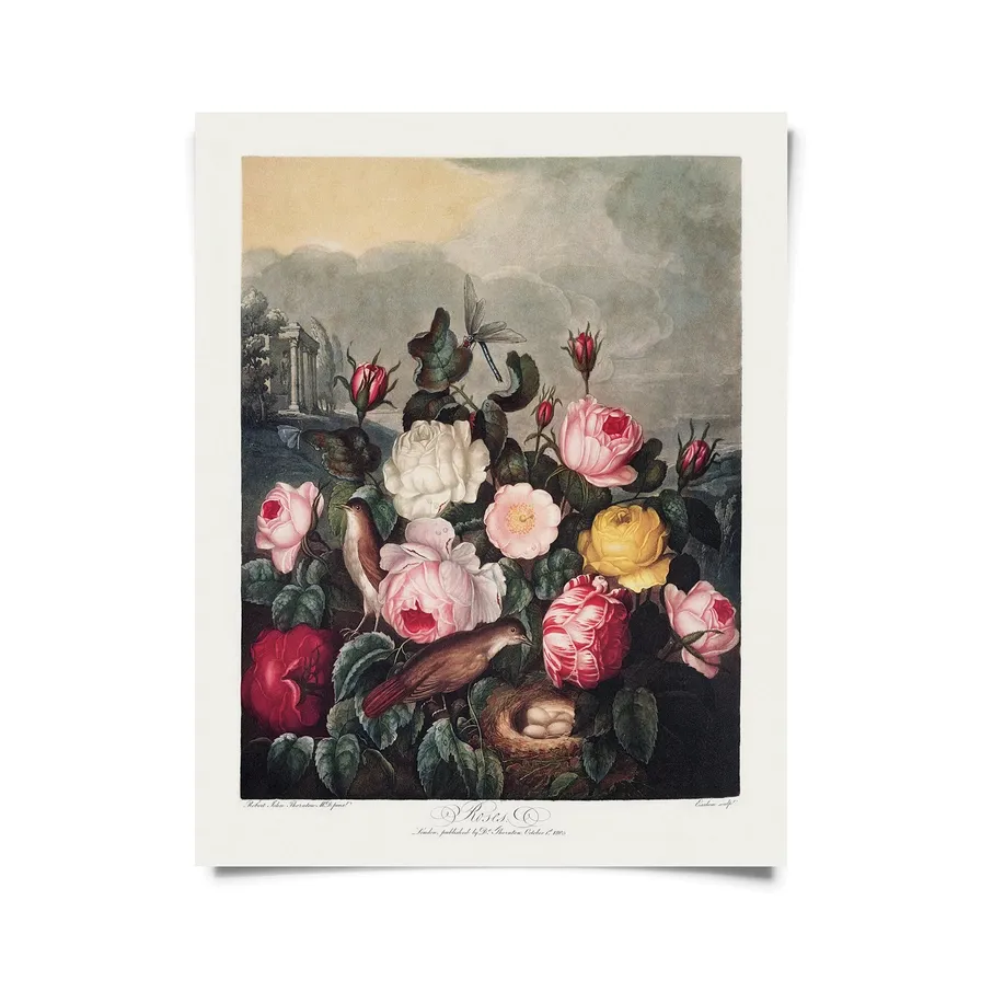 Vintage Botanical Garden Roses Print -16x20
