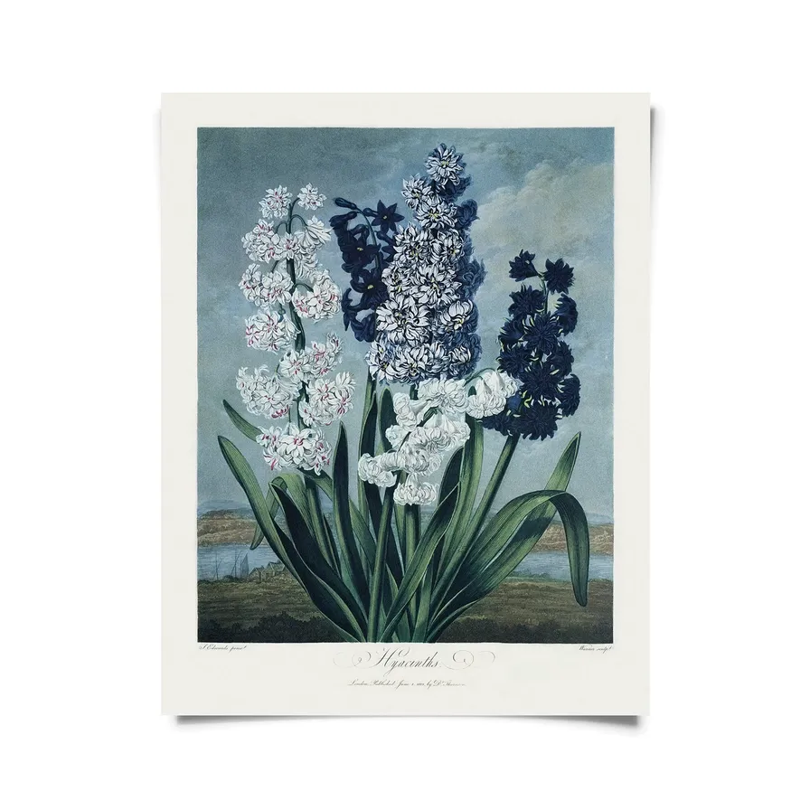 Vintage Botanical Hyacinths Flower Print - 16x20