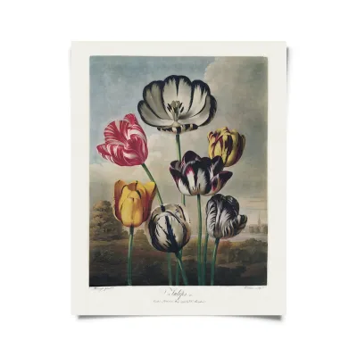 Vintage Botanical Tulips Flower Print - 16x20