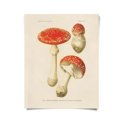 Vintage Magic Mushroom Print  - 16x20