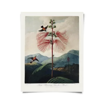 Vintage Botanical Flower &amp; Hummingbird Print - 16x20