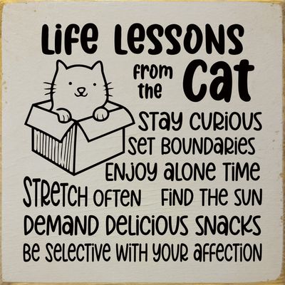 Life Lessons From Cat Old Putty
