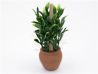 Leafy Plant in Terracotta Pot