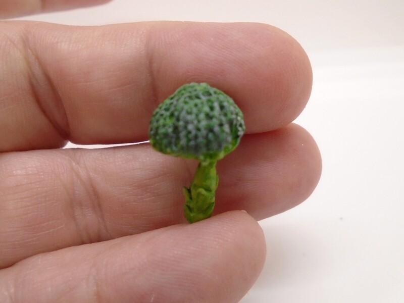 HEAD OF BROCCOLI