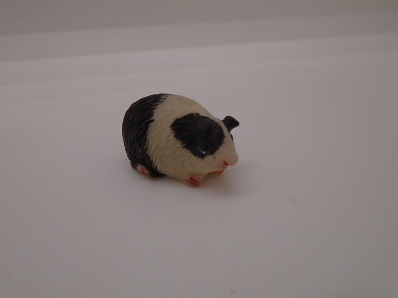 GUINEA PIG