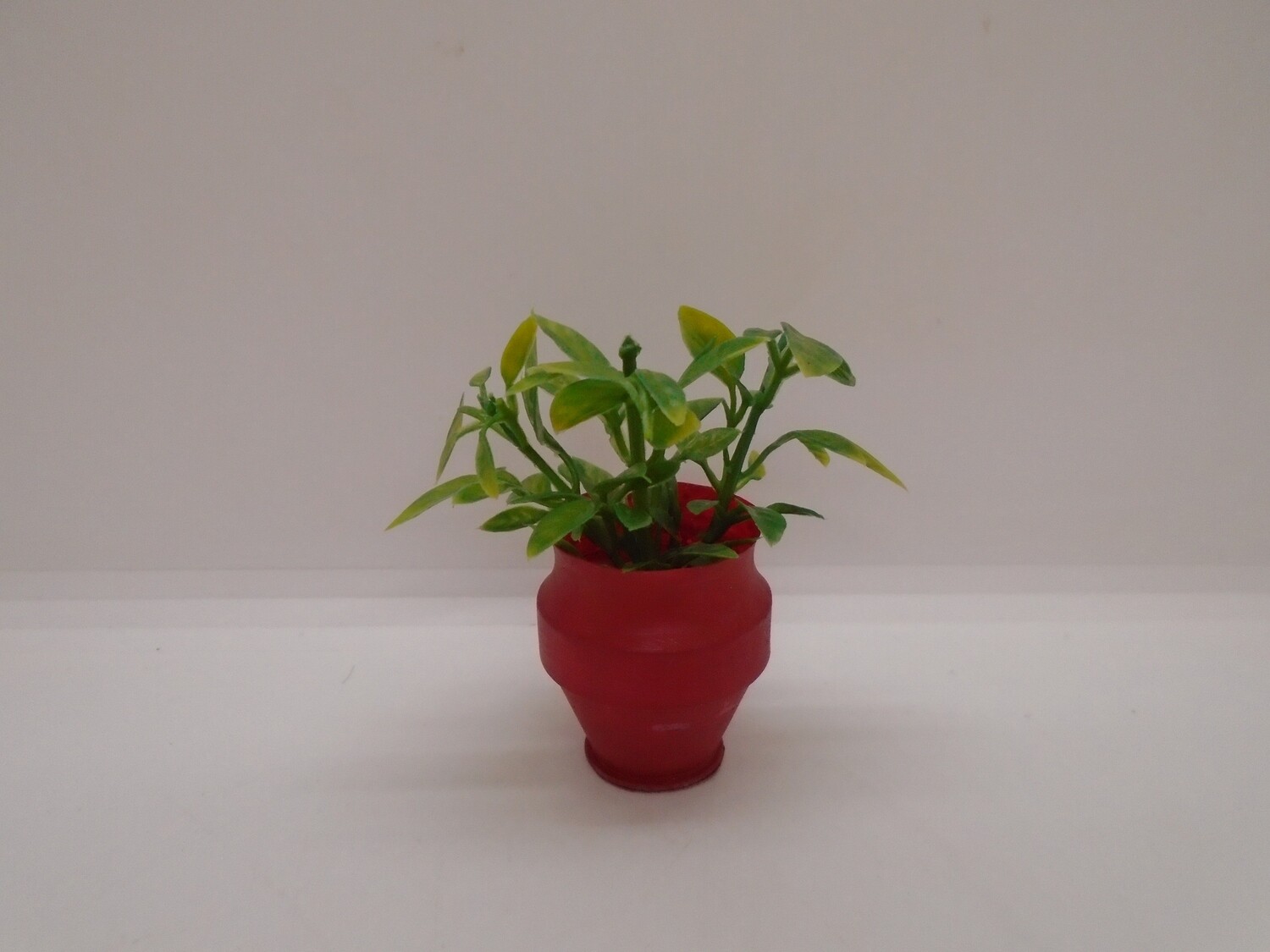 GREEN PLANT IN POT