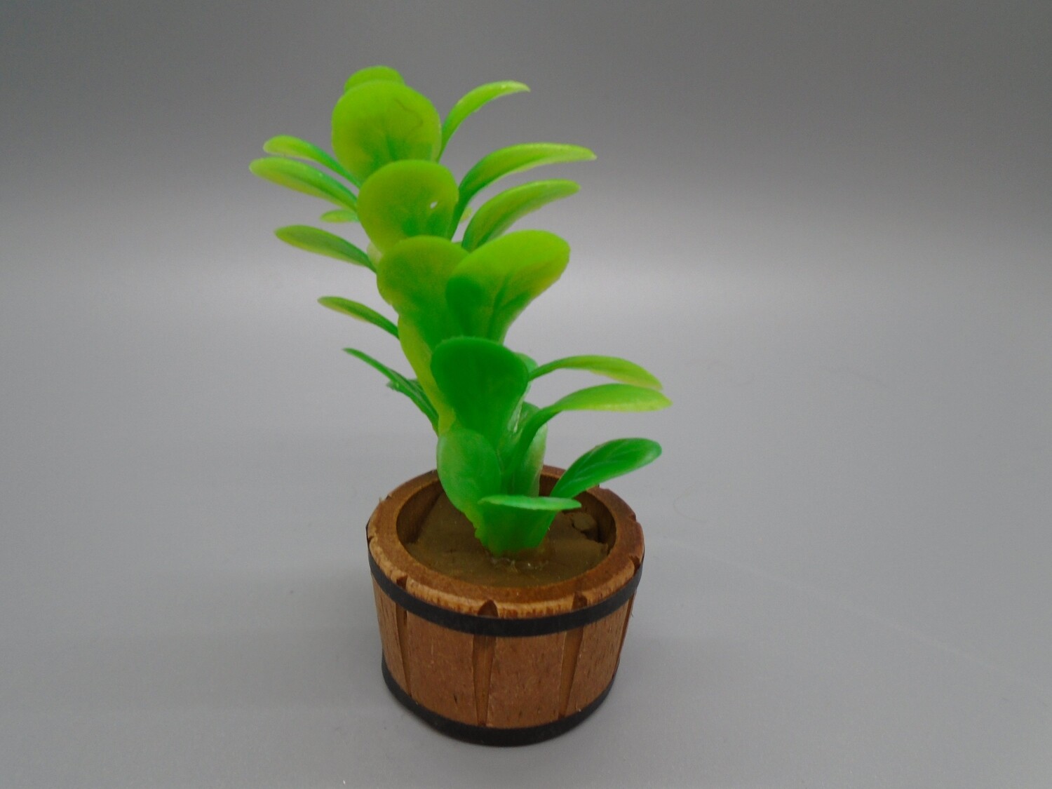 BRIGHT GREEN PLANT IN POT