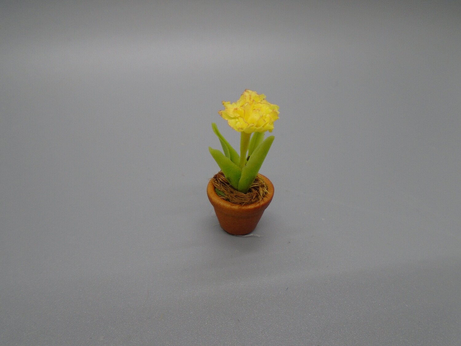 SINGLE YELLOW FLOWER IN POT
