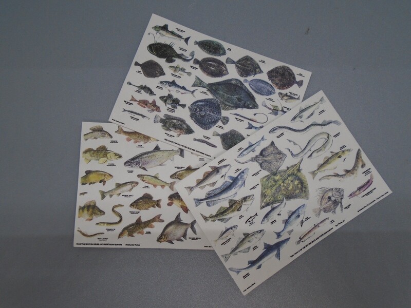 FISH IDENTIFICATION POSTER