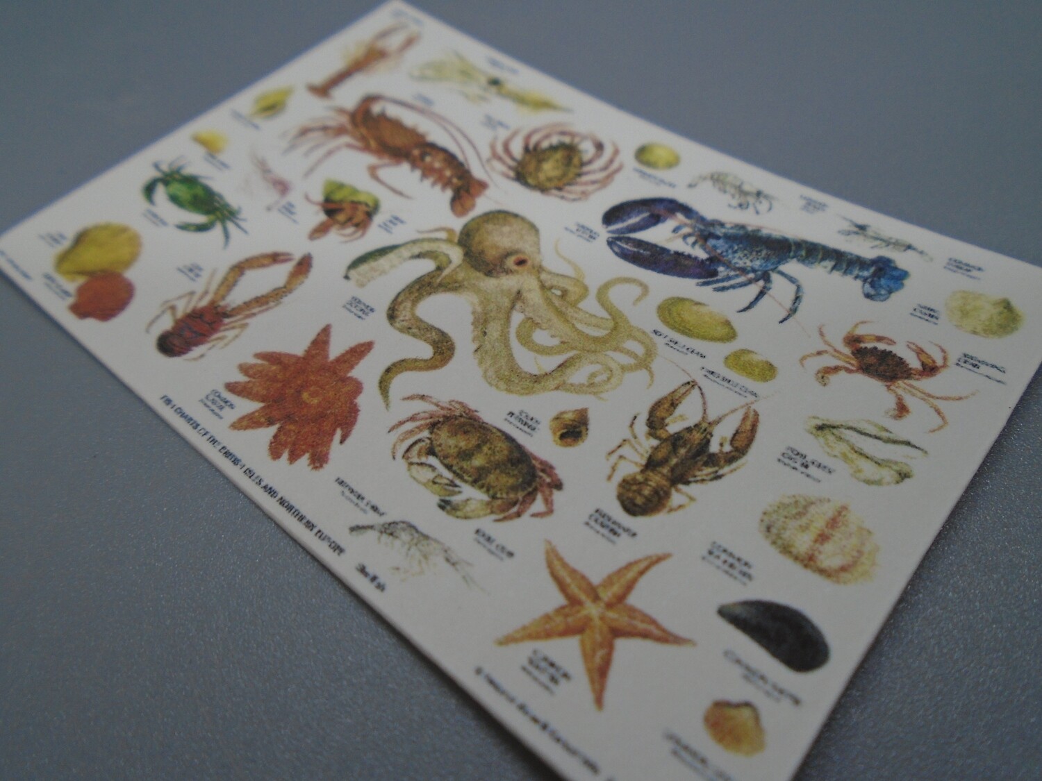 SEA ANIMAL IDENTIFICATION POSTER