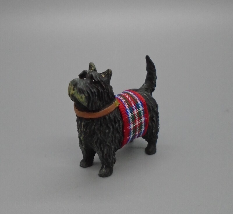 WESTIE DOG WITH COAT