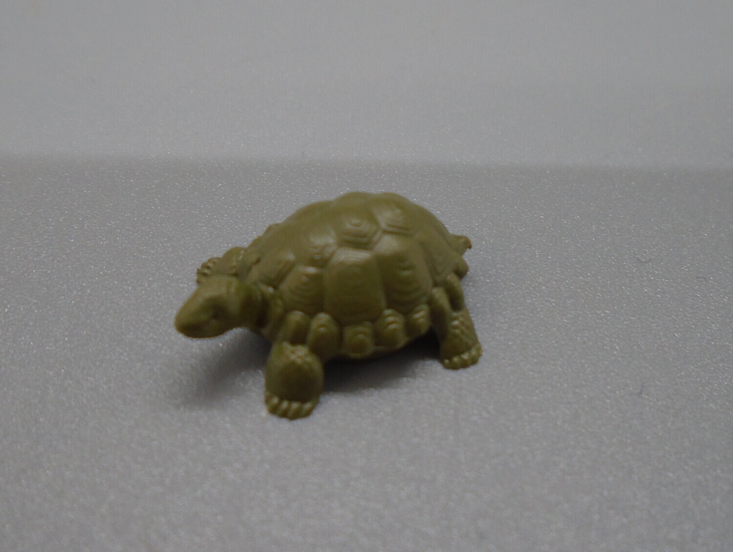 TORTOISE