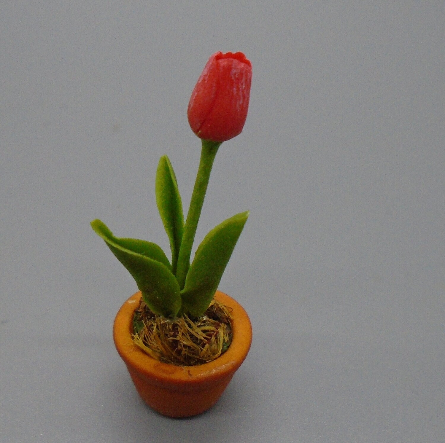 RED TULIP IN POT