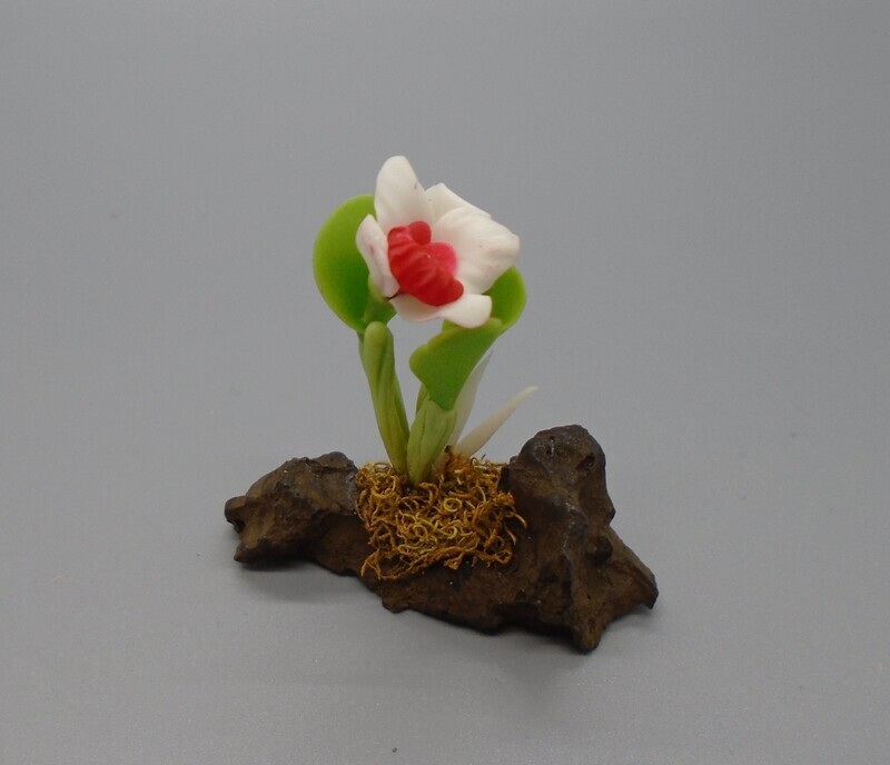 PLANT ON ROCKERY