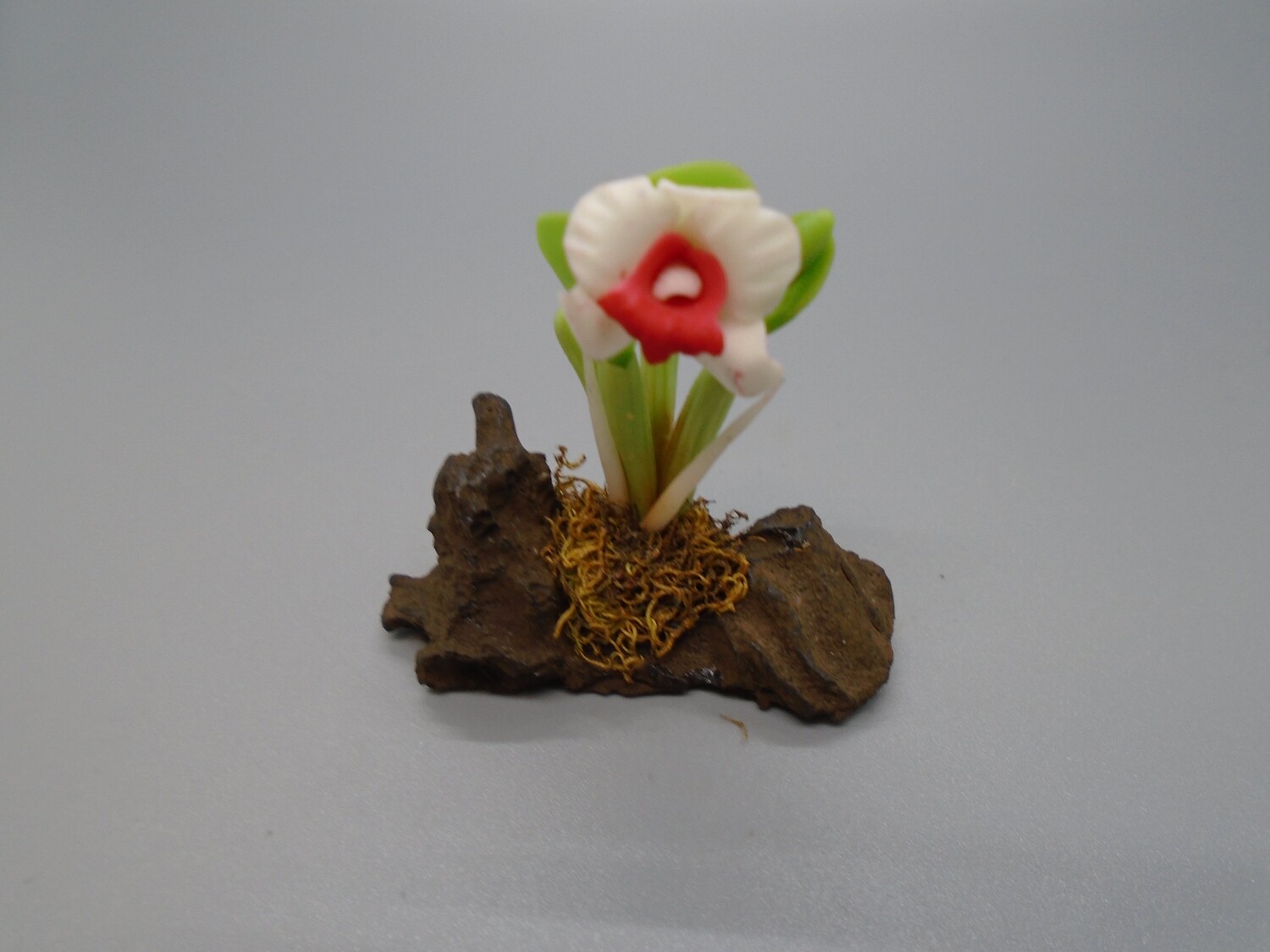 PLANT ON ROCKERY