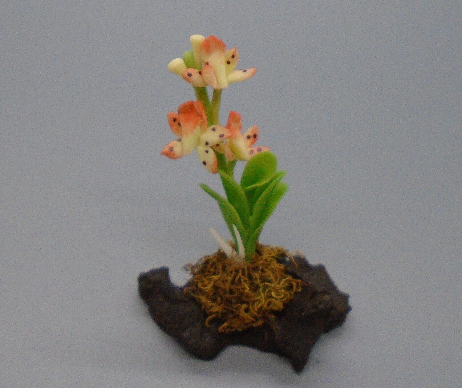 PLANT ON ROCKERY