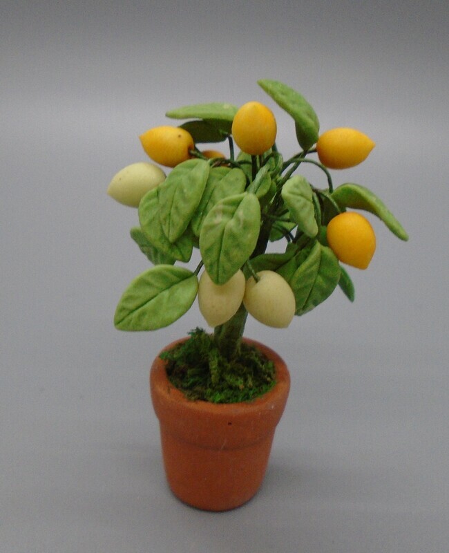 LEMON TREE IN POT