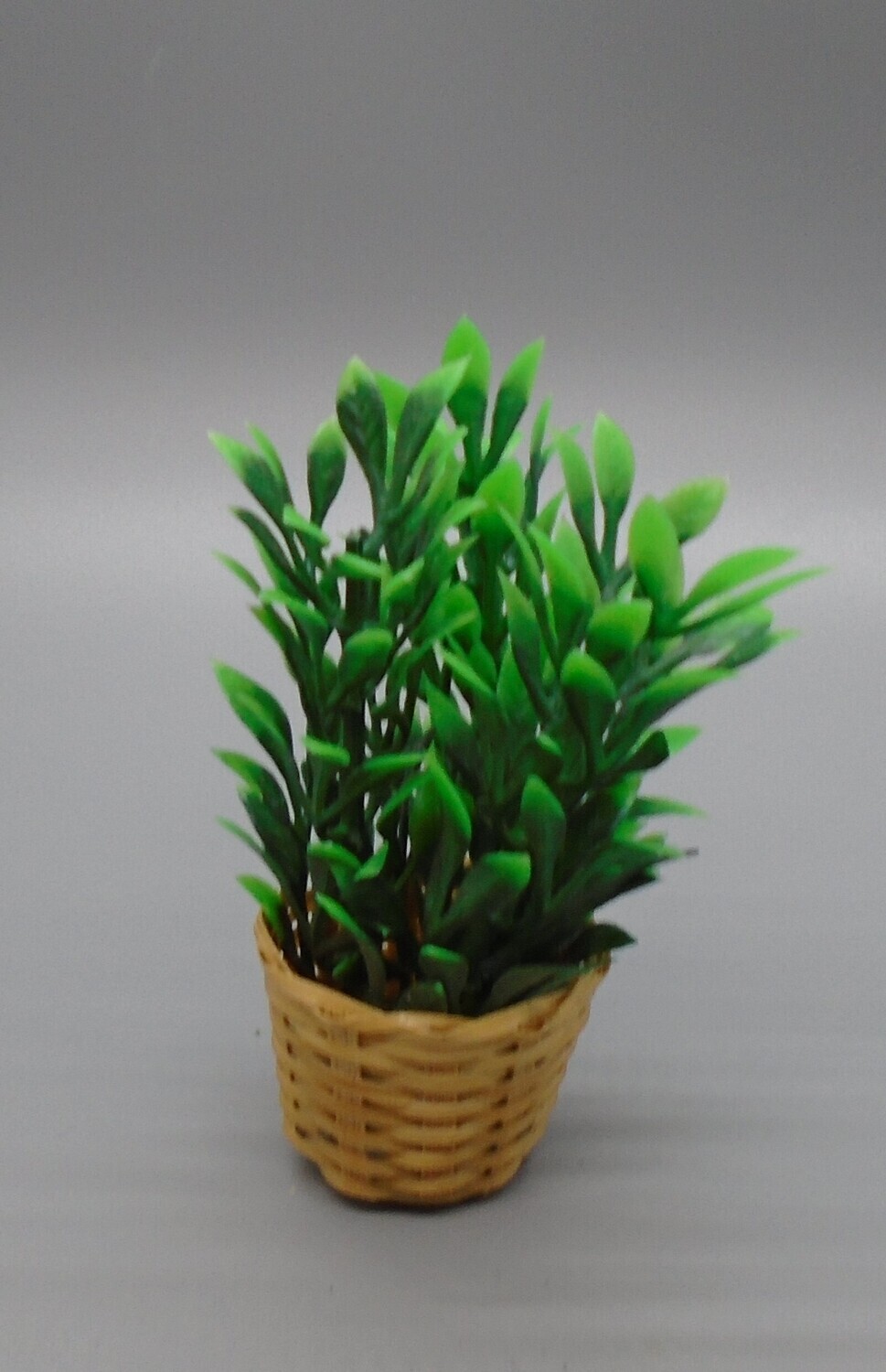 LEAFY PLANT IN BASKET