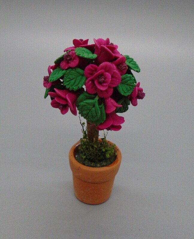 GARDEN ROSE PLANT