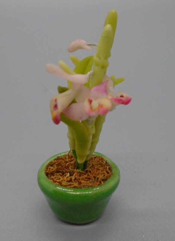 PLANT IN GREEN GLAZED POT
