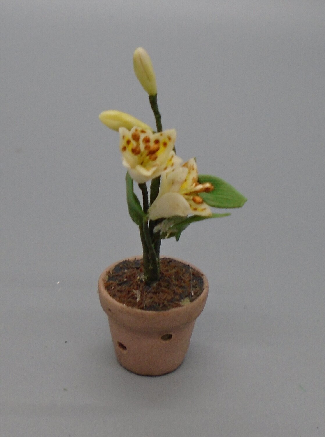 BUDDING FLOWERS IN POT