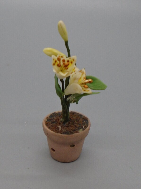 BUDDING FLOWERS IN POT