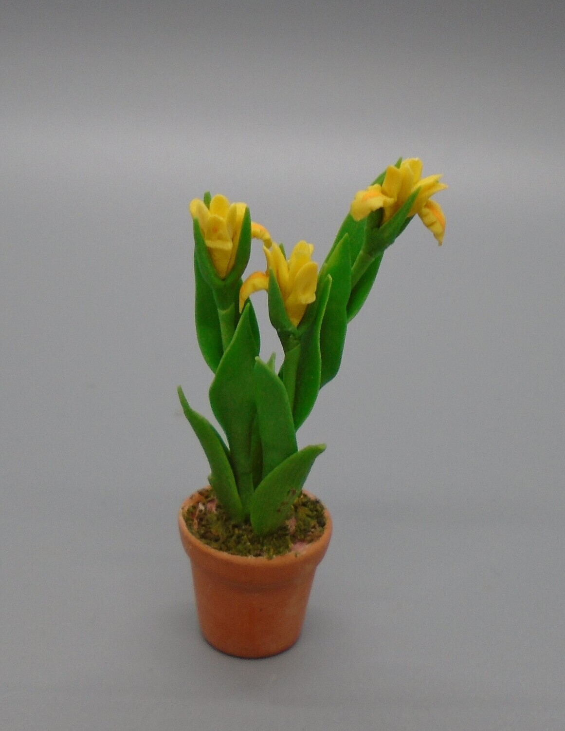 YELLOW FLOWERS IN POT