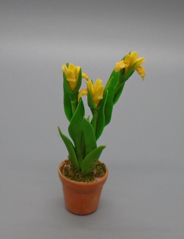 YELLOW FLOWERS IN POT