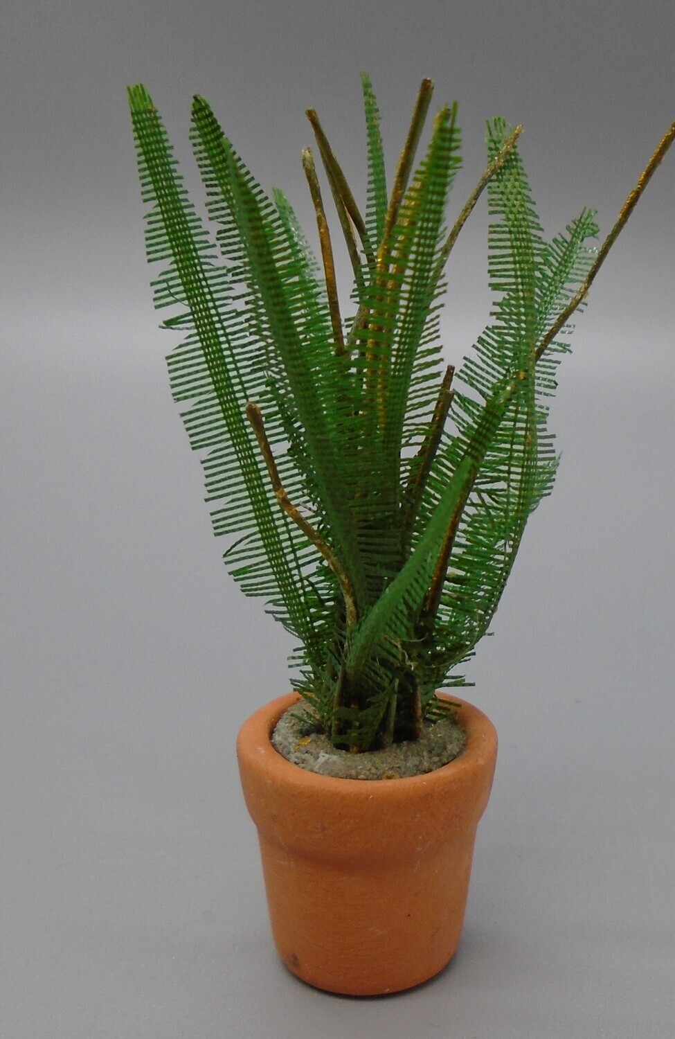 SPIKEY LEAF PLANT IN POT