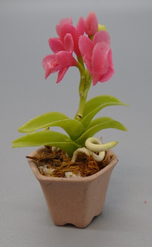 PINK FLOWERED PLANT IN POT