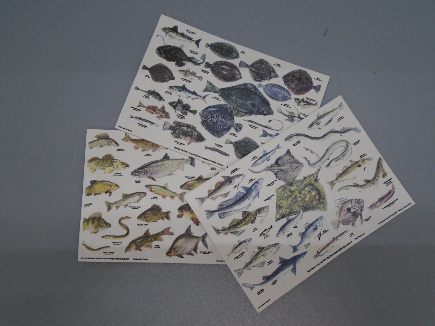FISH IDENTIFICATION POSTER FISH IDENTIFICATION POSTER