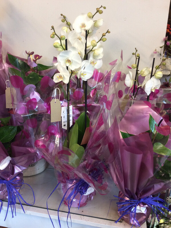 Beautiful Orchid