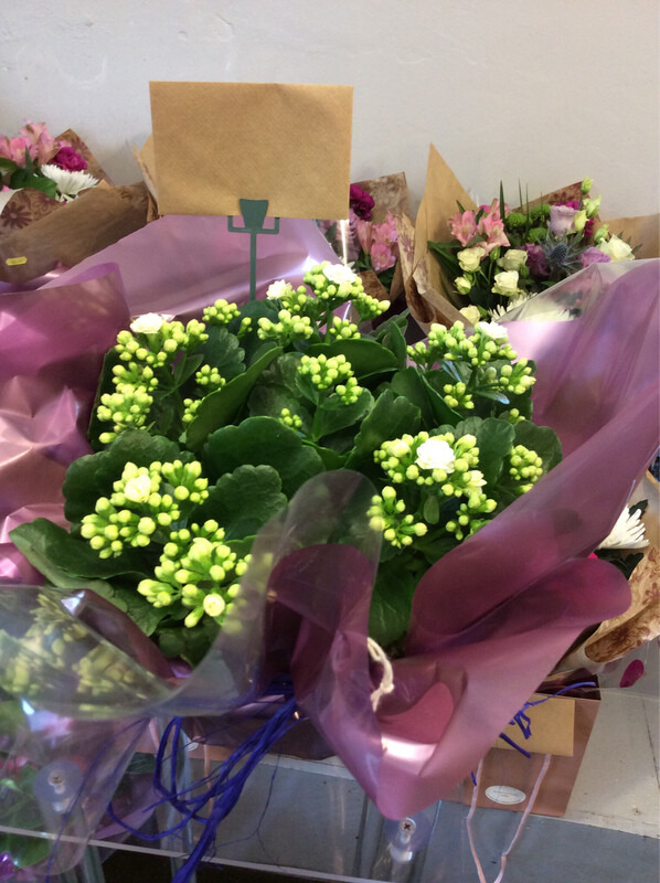 Kalanchoe
