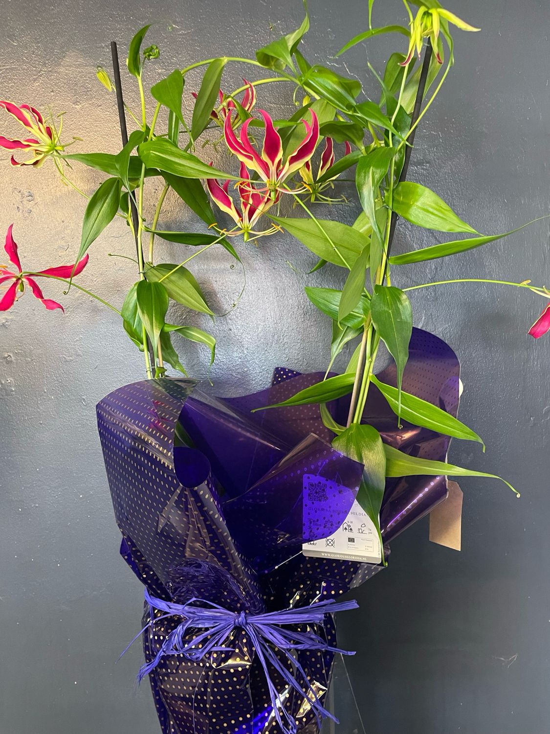 Gloriosa