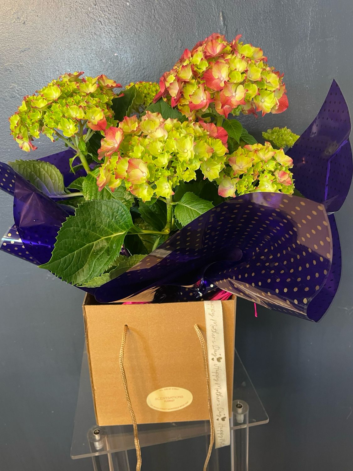 Boxed Hydrangea