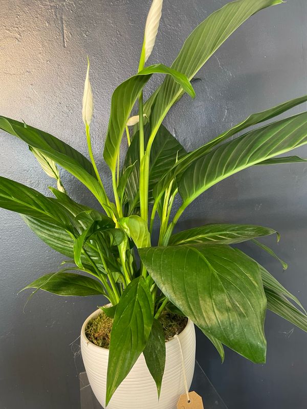Spathiphyllum (Peace Lily)
