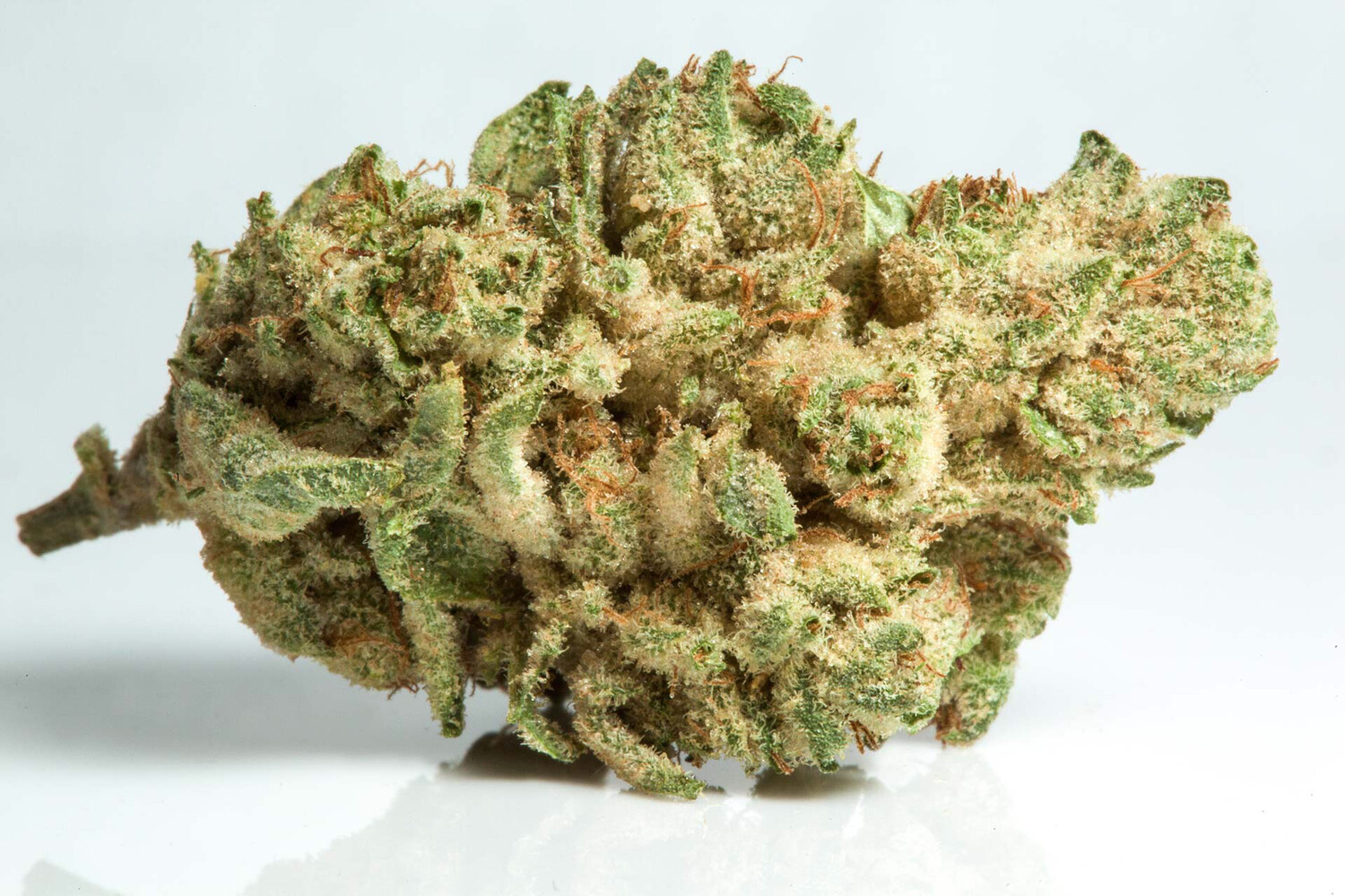 Gorilla Glue