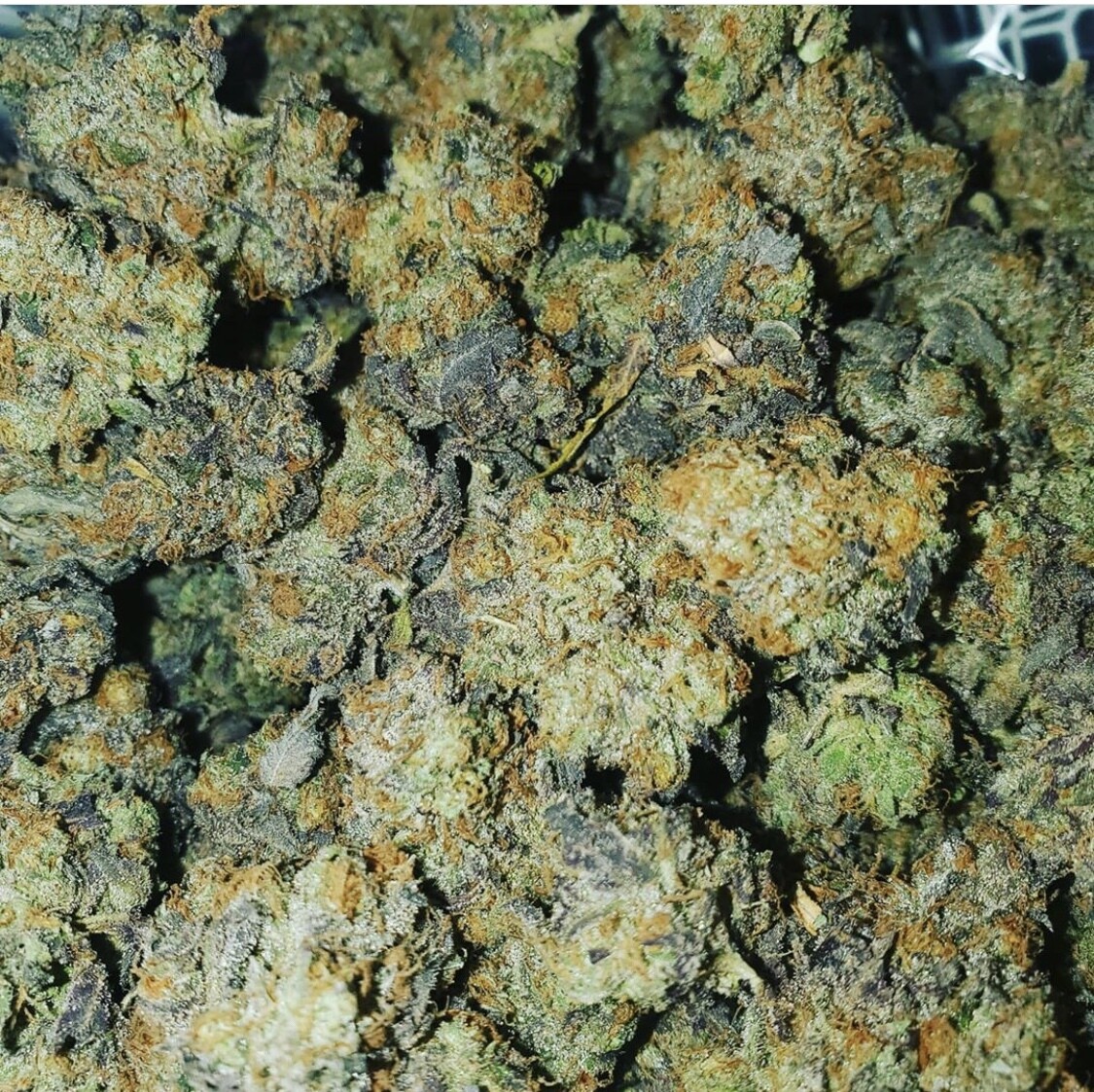 Gelato 45 xMac X Lemontree Sherbet Regulars
