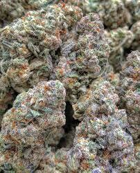 Zkittlez x mac1 qty 5 seeds