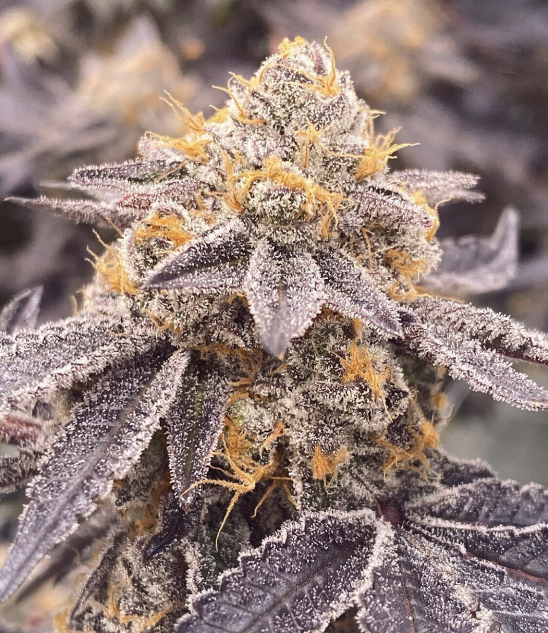 Platinum Sherbert X Mactree X Roc Og Limited Release