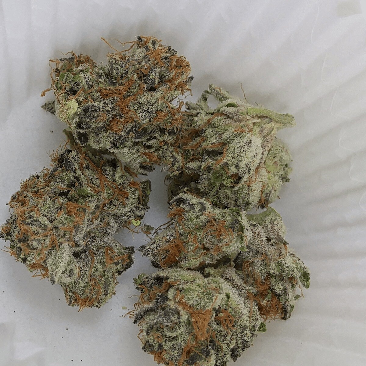 Girl Scout Cookies Qty 5 Website Special