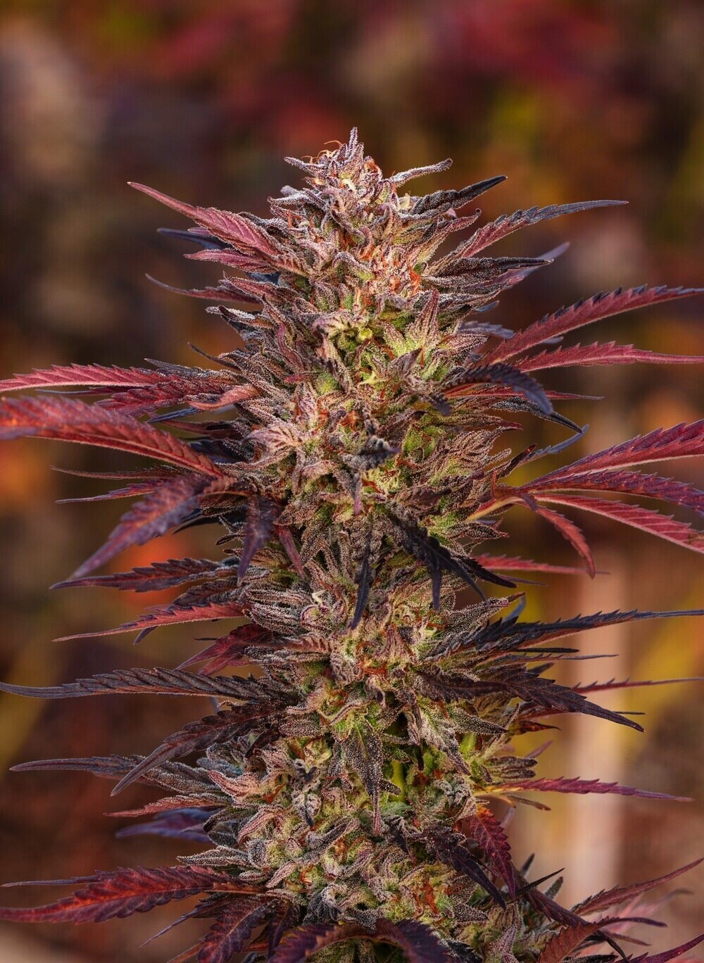 Sundae Driver Qty 5