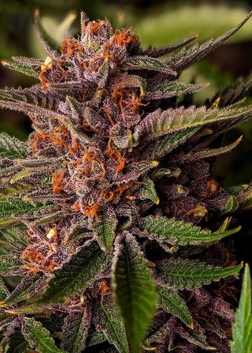 Forbidden Fruit X Voodoo Og Qty 5