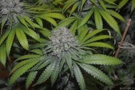 La Confidential Qty 5