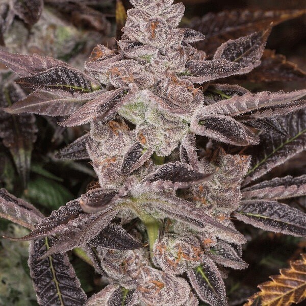 Do-si-sherbert