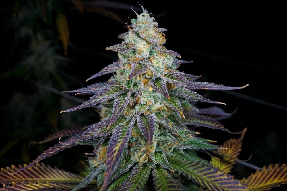 Blueberry Chemdawg X Mac X Lemontree Qty 5 Limited Release